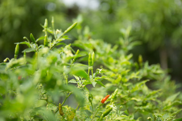 Thai Chilli in garden.