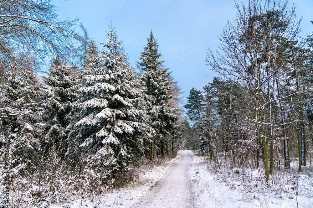 Wall mural winter forest in the swabian alps, germany