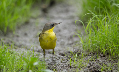  Eastern Yellow Wagtail (Motacilla flava) on green grass