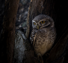 Spotted owlet ( Athene brama ) In the hole on the tree.