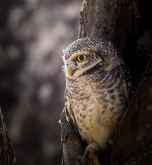 Spotted owlet ( Athene brama ) In the hole on the tree.