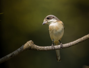 Fototapeta premium Burmese Shrike ( Lanius collurioides ) on the branches of trees.