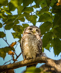 Spotted owlet (  Athene brama ) on the branches of trees in park.