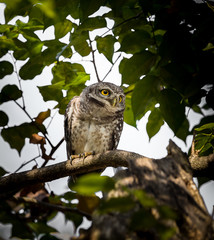 Spotted owlet (  Athene brama ) on the branches of trees in park.