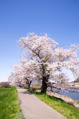 Fototapeta na wymiar 川岸の桜