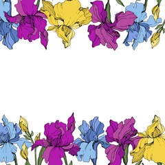 Vector Purple, blue and yellow iris. Floral botanical flower. Wild spring leaf wildflower. Frame border ornament square.