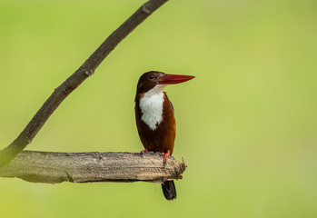 White-throated Kingfisher ( Halcyon smyrnensis ) on the branches of trees with green background.