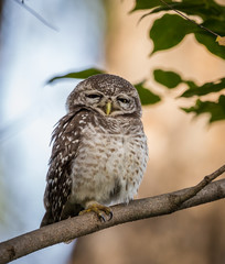 Spotted owlet  ( Athene brama ) On the branches of trees.