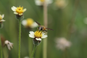 Obraz premium Small flies above flowers