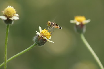 Small flies above flowers