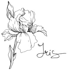 Vector Iris floral botanical flower. Black and white engraved ink art. Isolated iris illustration element.