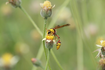 Yellow Potter Wasp sucks flowers in spring