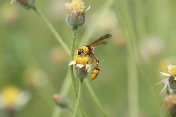 Yellow Potter Wasp sucks flowers in spring