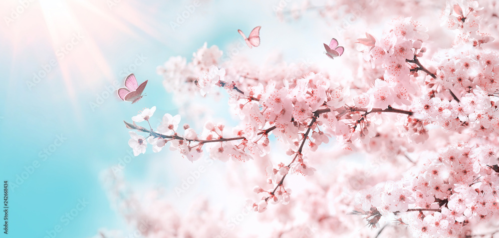 Poster branches of blossoming cherry against background of blue sky and fluttering butterflies in spring on
