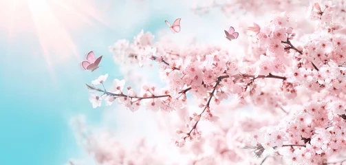 Tuinposter Takken van bloeiende kersen tegen de achtergrond van blauwe lucht en fladderende vlinders in het voorjaar op de natuur buitenshuis. Roze sakura bloemen, dromerig romantisch artistiek beeld van de lente natuur, kopieer ruimte. © Laura Pashkevich