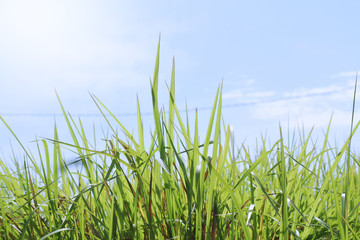 Bright blue skies and green grass in summer