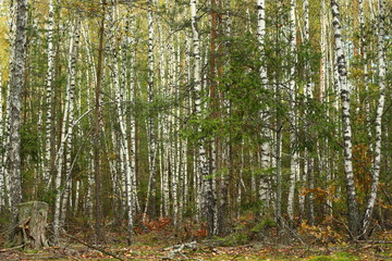 Береза. Березовая роща. Яркий день в лесу.