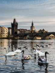 Prague, Charlesbridge with birds