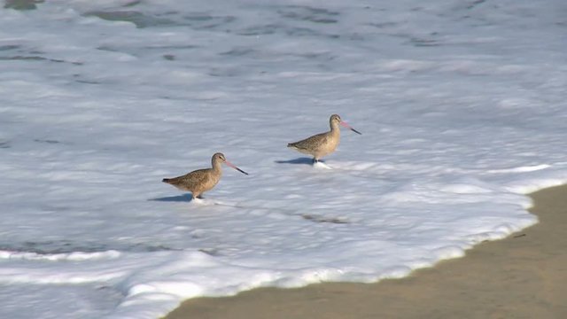godwit wading birds in surf