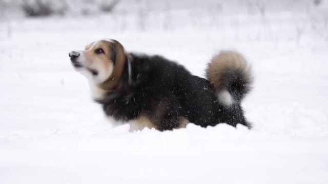 welsh corgi on a winter walk, slow motion

