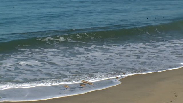 godwit wading birds in surf