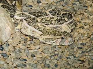 Vipera