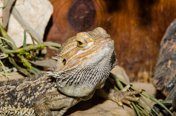 Iguana