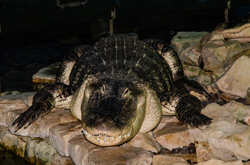 Coccodrillo