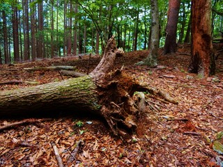 倒木
