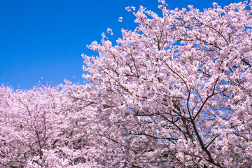 満開の桜