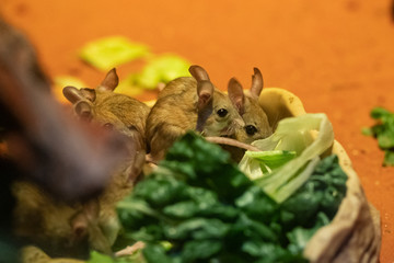 Obraz premium Spinifex hopping mouse or Notomys alexis