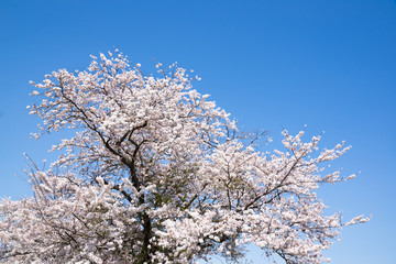 満開の桜