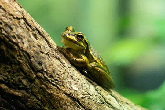 Green and golden Bell Frog or Litoria aurea from Australia