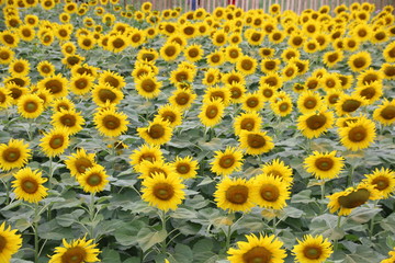 field of sunflower