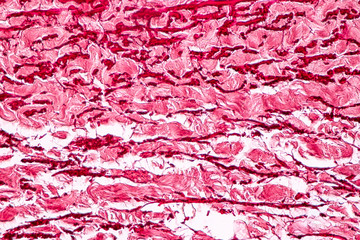 Tissue of Arteries and Veins under the microscopic, Physiology of the Arteries and Veins for education in laboratory.