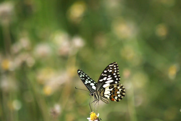 Obraz na płótnie Canvas Beautiful butterflies fly freely on beautiful flowers