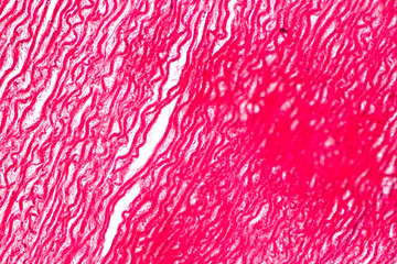 Tissue of Arteries and Veins under the microscopic, Physiology of the Arteries and Veins for education in laboratory.