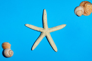 Stella marina e conchiglie su fondo azzurro