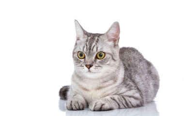 Beautiful grey cat isolated on a white