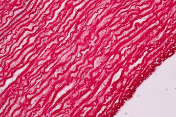 Tissue of Arteries and Veins under the microscopic, Physiology of the Arteries and Veins for education in laboratory.