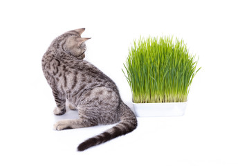 Scottish Fold cat eating fresh green grass growing by oats seed, natural herbal treatment for the health of pet isolated on white background.