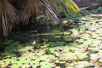 lotus in the pond