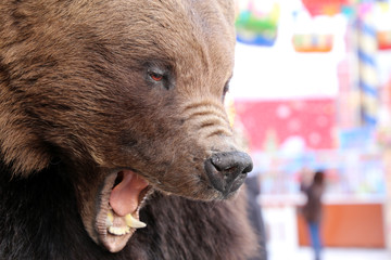 Head of a stuffed bear on festive city street in Moscow. Taxidermy concept, terrible Russian bear,...