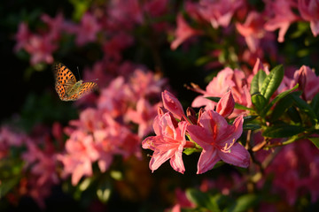 Blumen 1003 © K.-U. Häßler