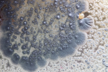 Colony characteristic of Actinomyces, Bacteria, yeast and Mold on selective media from soil samples for study in laboratory microbiology.