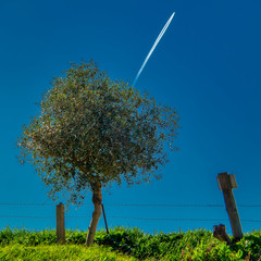Square photography with a small olive tree in a fenced field and the trail of an airplane in the sky