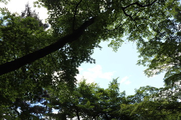 空と森
