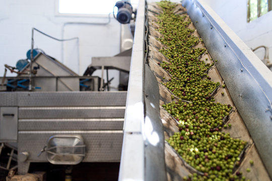 Machinery of olive production in a factory