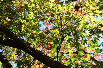 もみじと木漏れ日