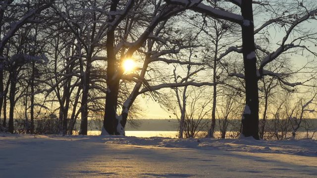 View of the winter forest and frozen lake covered with snow, dolly shot